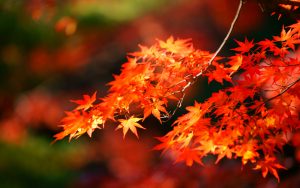 紅葉