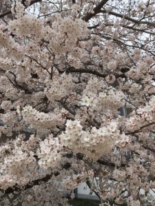 桜